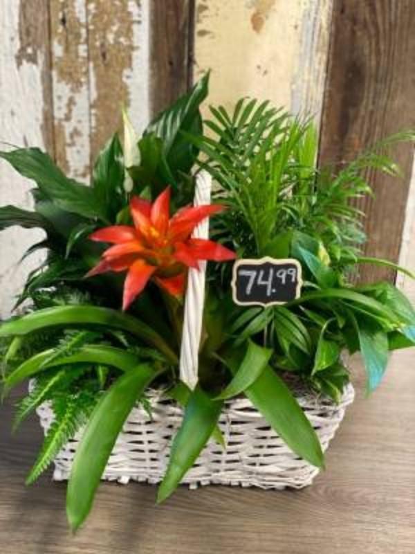 Plants