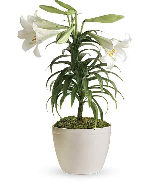 Fresh Easter Lily